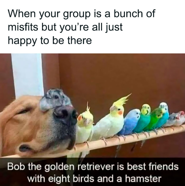 Golden retriever with birds and a hamster, embodying the wild and funny side of Tumblr posts.