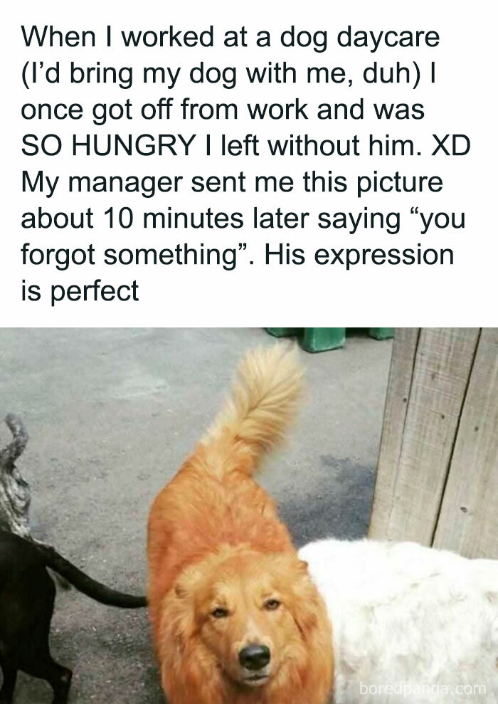 Dog left at daycare, looking amused. Text reflects humorous Tumblr post about forgetting a pet.