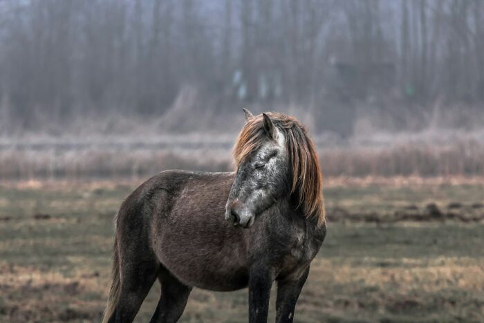 Wild horse standing in a misty field, showcasing adorable animal features with a natural backdrop.