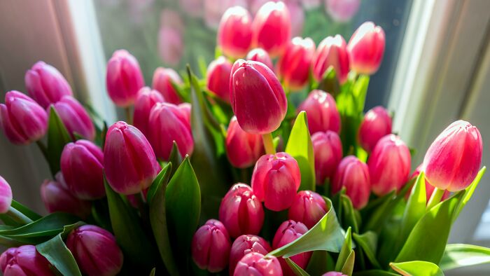 Pink tulips near a window, suggesting Valentine's gifts for kids with vibrant flowers.