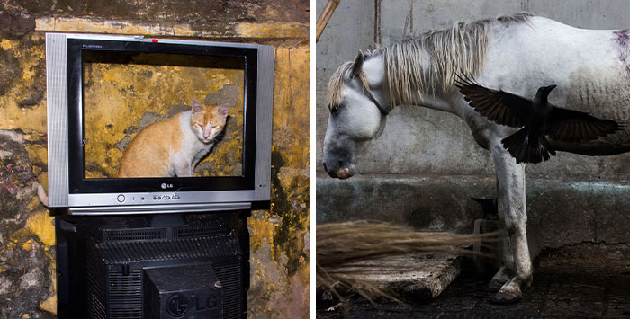 30 Unique Moments Captured By Md Enamul Kabir