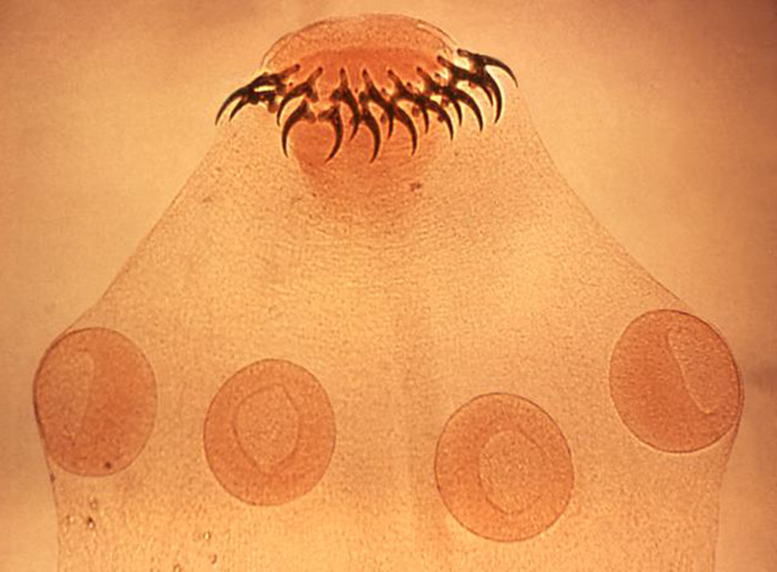 Tapeworm head with hooks in close-up, highlighting the disturbing nature of the parasite.