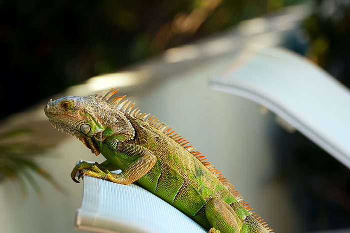 Iguana perched on a ledge, representing unusual items money can buy for the super rich.