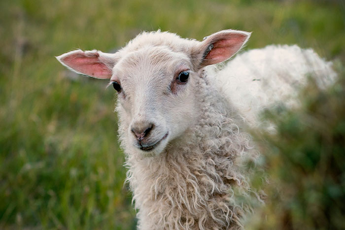 A rare lamb in a field, representing one of the things the super rich can buy.