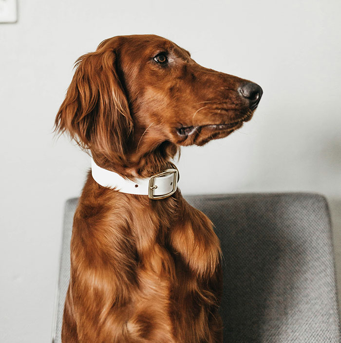 Brown dog sitting on a chair, wearing a white collar, looking thoughtful.