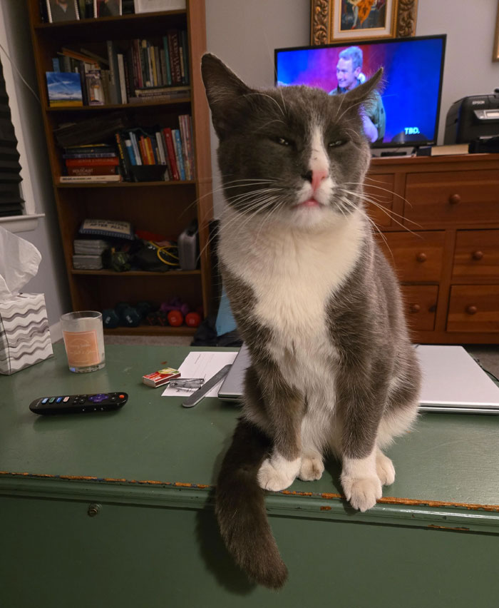 A gray and white cat, adopted from a shelter, sits on a desk at home.