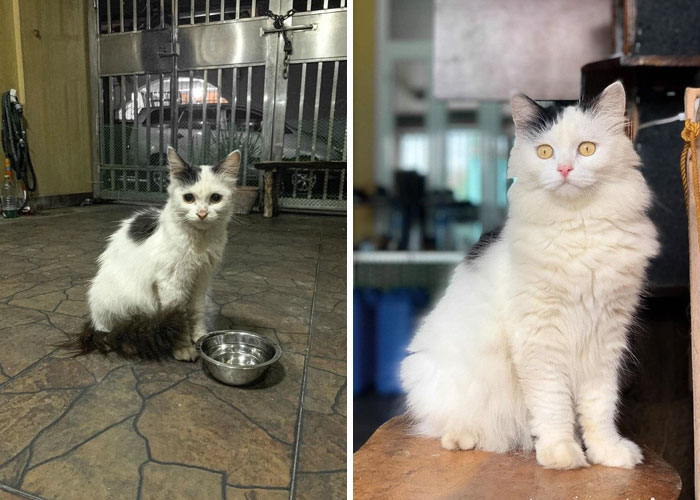 Shelter cat before and after adoption, showing remarkable transformation in health and happiness.