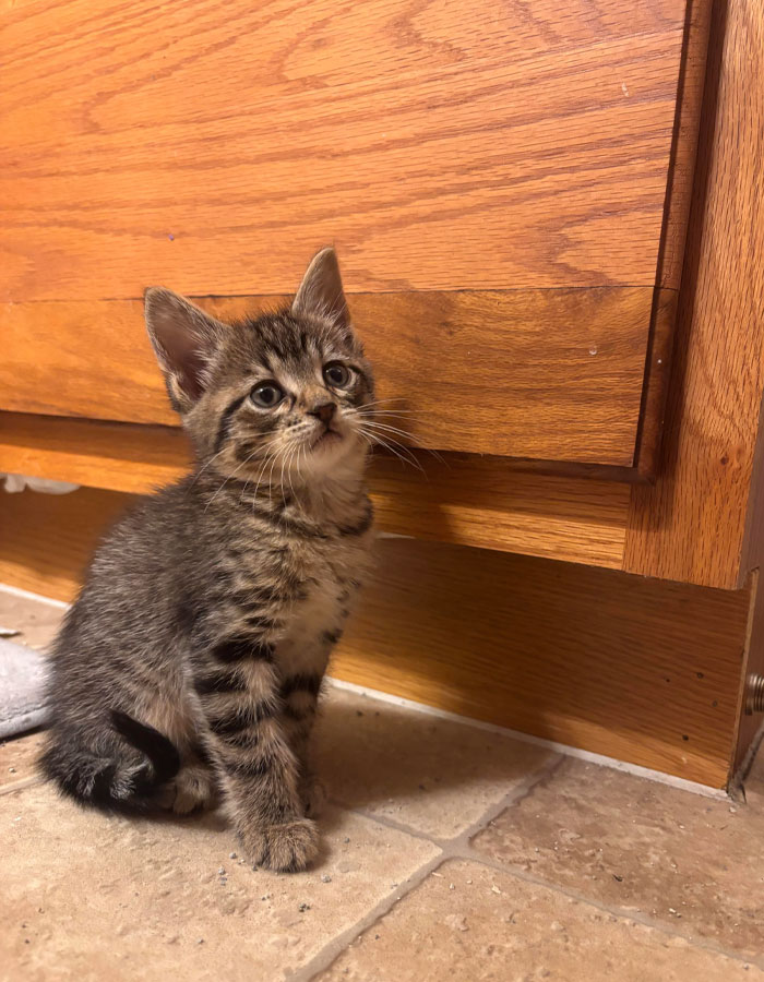 A small tabby kitten sitting on a tiled floor in front of wooden cabinets, representing a newly adopted pet from a shelter.