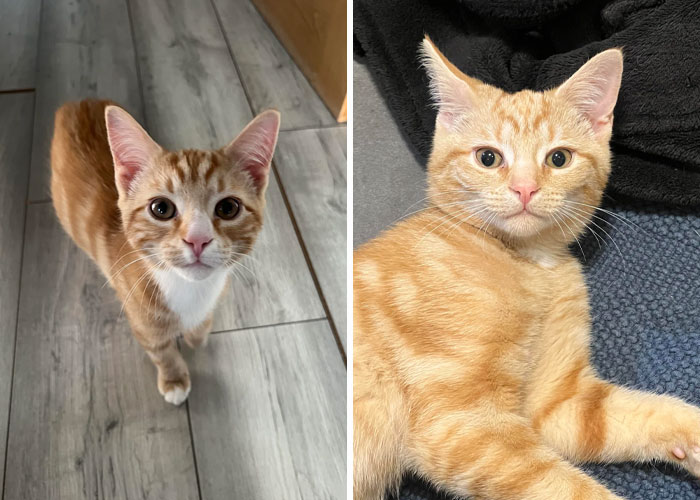 Orange tabby cats posing indoors, showcasing the joy of adopting pets from a shelter.