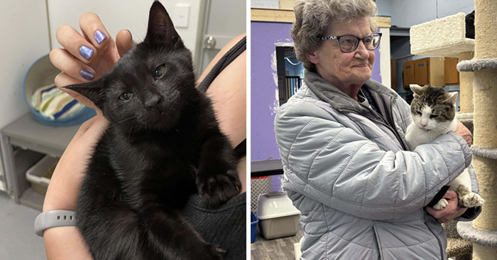 40 Times People Chose To Adopt A Pet And It Turned Out To Be The Best Decision (February Edition)