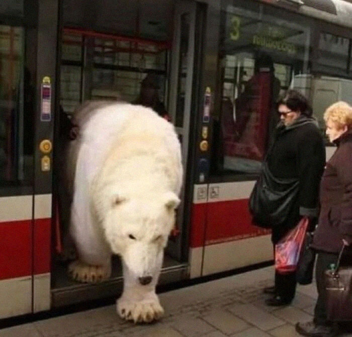 A large polar bear stepping out of a tram, surprising passersby in urban setting, showcasing a unique animal moment.