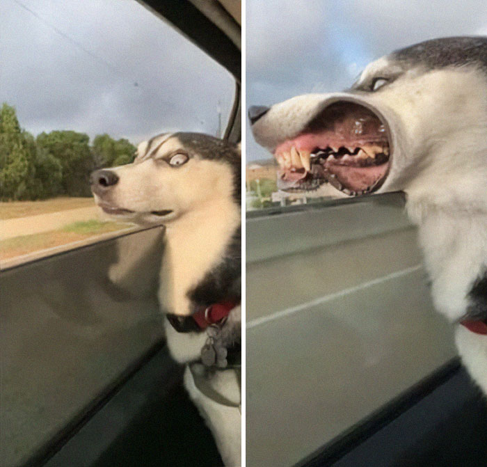 Husky with funny expression enjoying car ride, cheek pressed against window, showcasing wholesome animal antics.