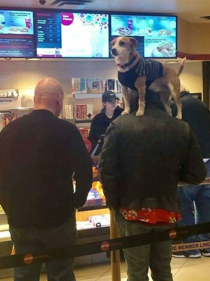 Dog in a striped sweater standing on a man's shoulders at a concession stand, surrounded by people.