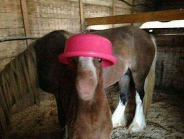 Horse wearing a pink bucket on its head in a barn, showcasing wholesome animal moments.