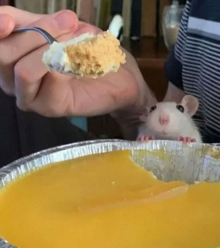A cute rat peeking over a pie tin, eyeing a spoonful of food, showcasing a wholesome animal moment.