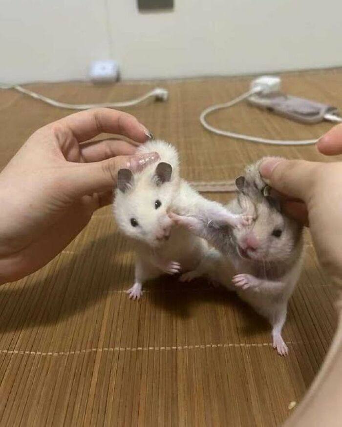 Two adorable hamsters being held gently, showcasing a wholesome animal moment on a wooden surface.