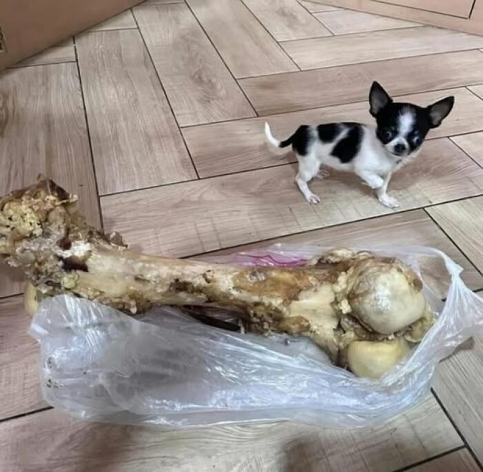 Tiny dog next to a giant bone on a wooden floor, showcasing a wholesome animal moment.