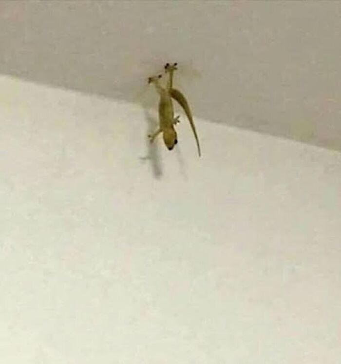 A small gecko clinging upside down to a ceiling, showcasing a curious and wholesome animal moment.