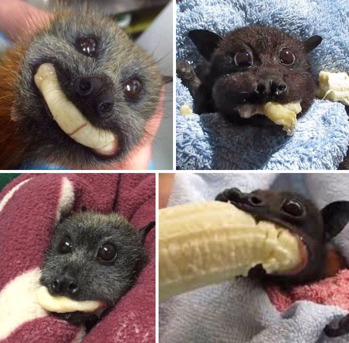 Adorable animals snuggling with bananas, showcasing wholesome moments that invite cuddles and smiles.