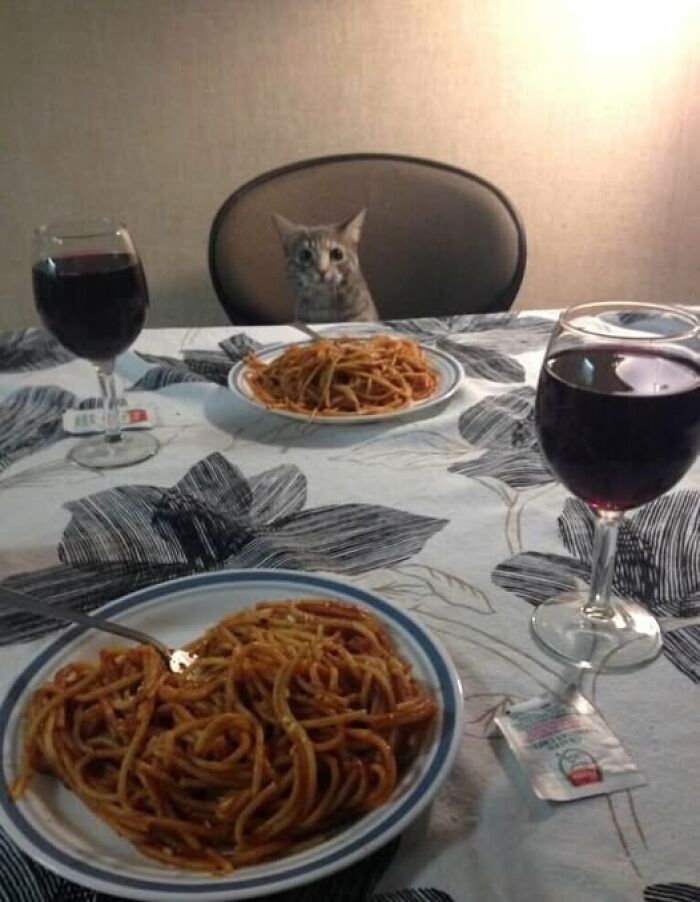 Cat sitting at a dining table with spaghetti and wine, creating a wholesome animal moment.