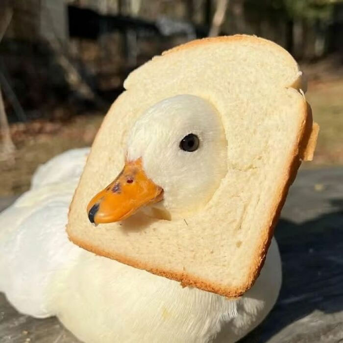 A duck with a slice of bread around its neck showcases a wholesome animal moment.