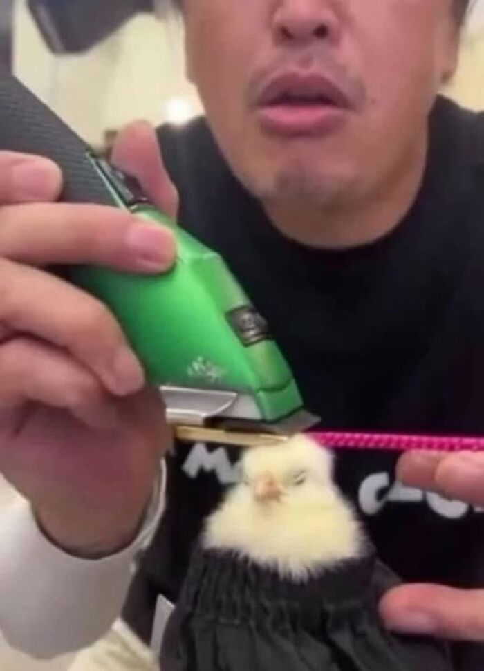 A small chick snugly wrapped in fabric, with a person gently holding a trimmer nearby.