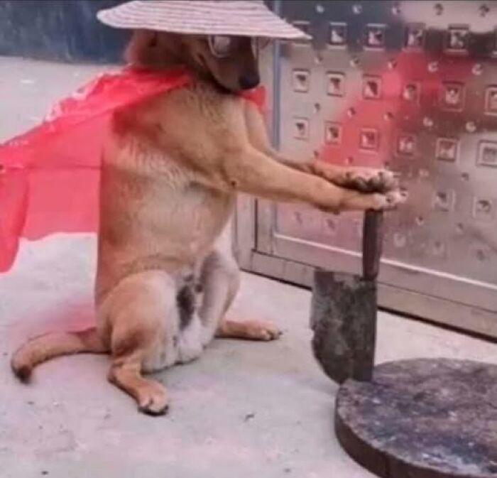 Dog wearing a hat and cape, sitting humorously in a kitchen setting, evoking wholesome animal vibes.
