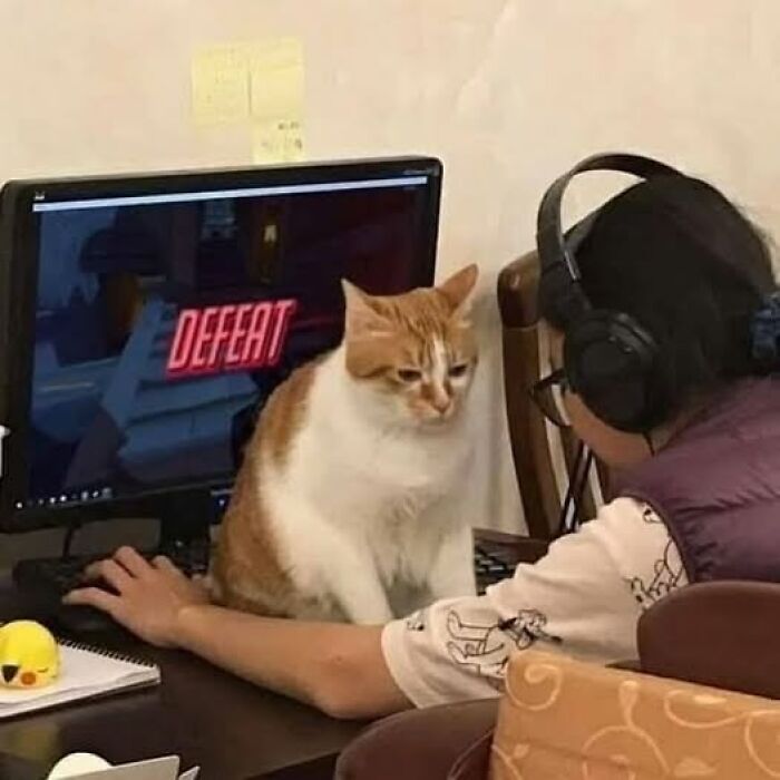 A cat sits on a desk in front of a computer with "defeat" on the screen, blocking a person with headphones. Wholesome animal moment.