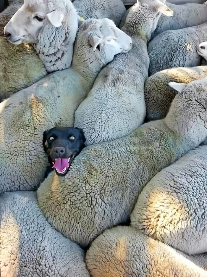 Dog snuggled among a flock of sheep, showing its joyful face amidst fluffy friends. Wholesome scene with animals.