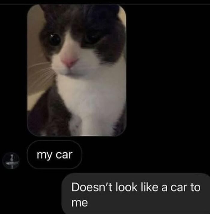 Close-up of a cat with humorous text exchange. Wholesome animal pic inviting snuggle vibes.