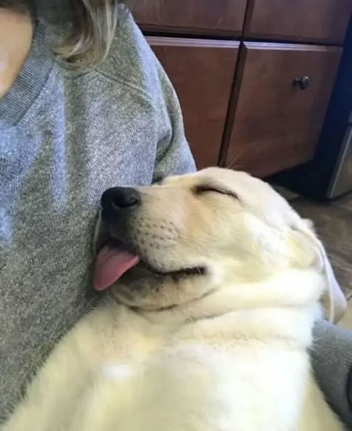 A sleepy dog snuggles in a person's arms, showcasing wholesome animal charm.