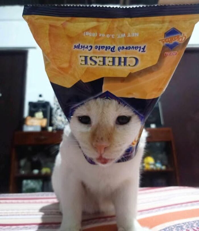 Cat wearing a chip bag on its head, looking adorable. Wholesome animal moment.