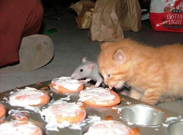 Kitten and rat licking frosting off cupcakes, showcasing a wholesome animal moment.