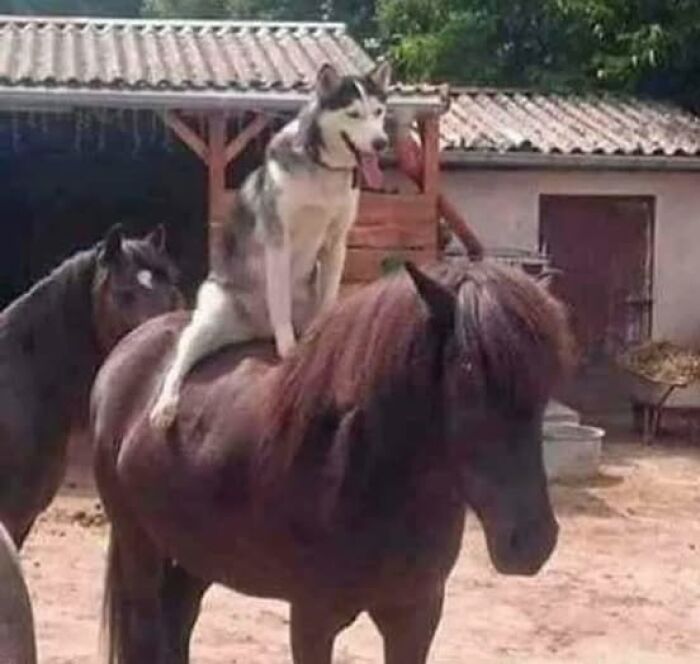Husky sitting playfully on a pony's back, creating a wholesome animal moment.