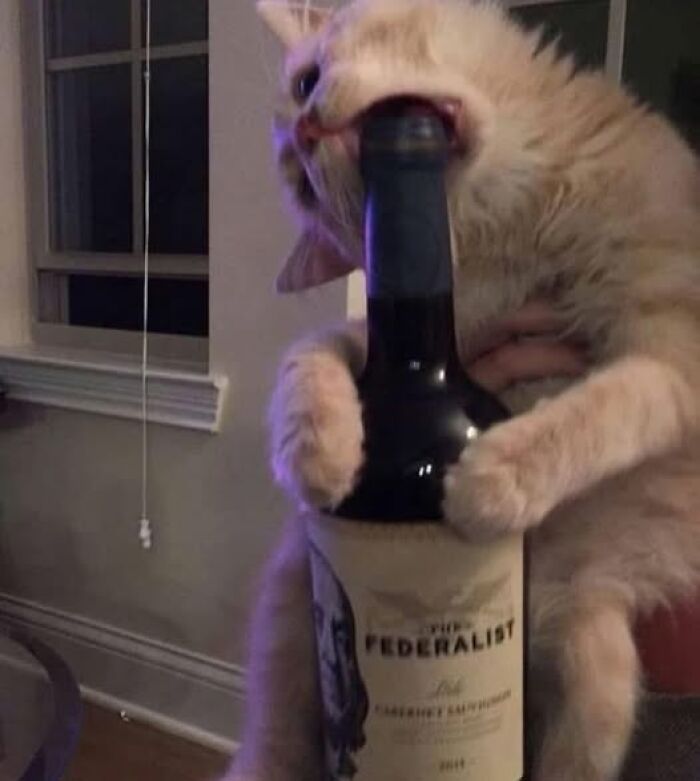 Wholesome cat playfully biting a wine bottle, creating a funny and cute moment.