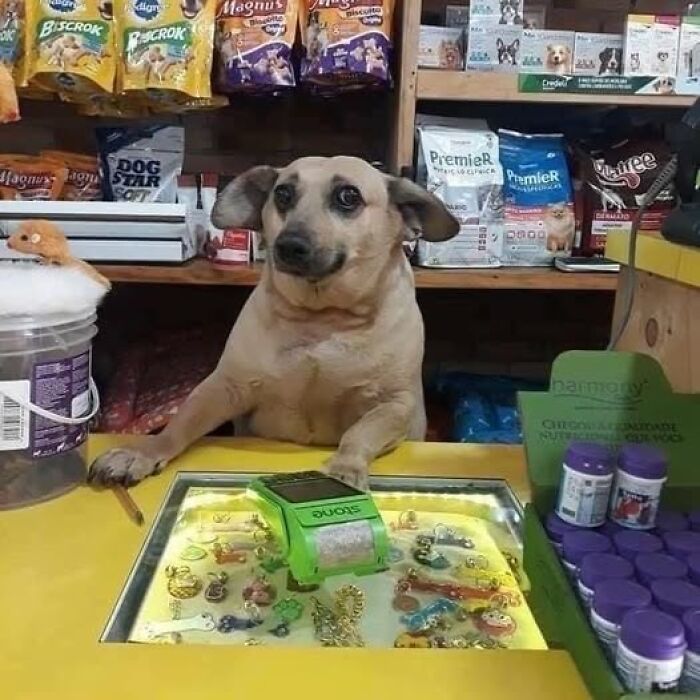 Dog sitting at a store counter surrounded by pet products, creating a wholesome animal moment.