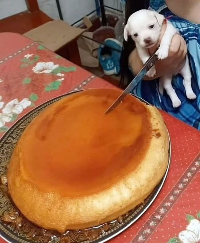 Puppy held next to a large flan on a table, creating a wholesome animal scene.