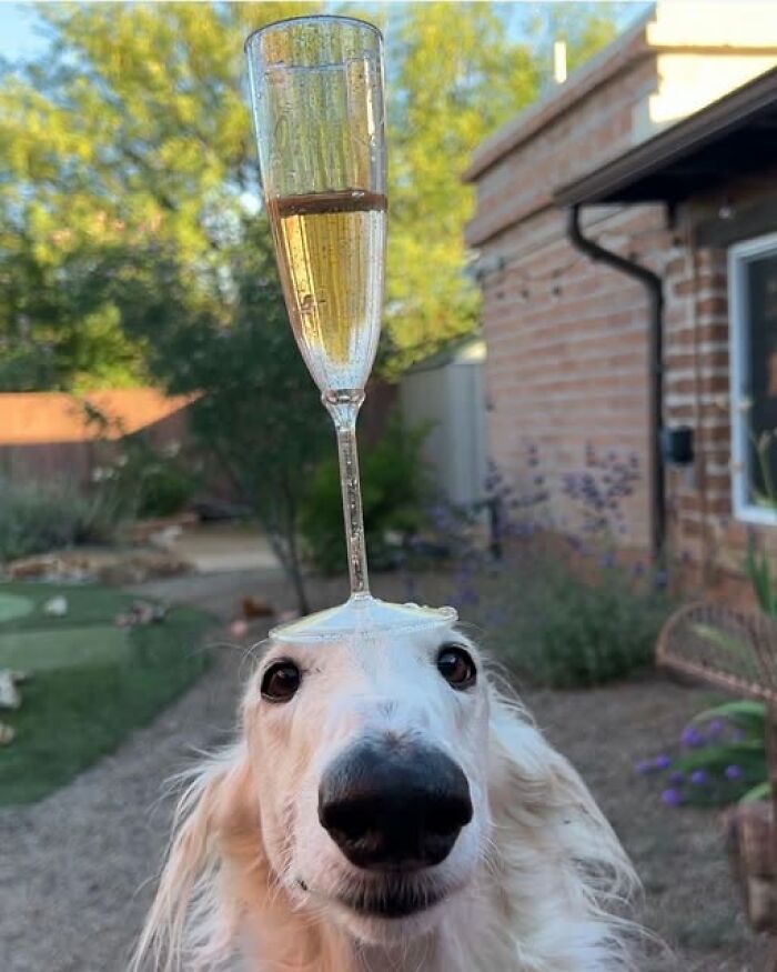 Dog balancing a champagne glass on its head in a garden. Wholesome animal pic creating a playful, snuggly vibe.