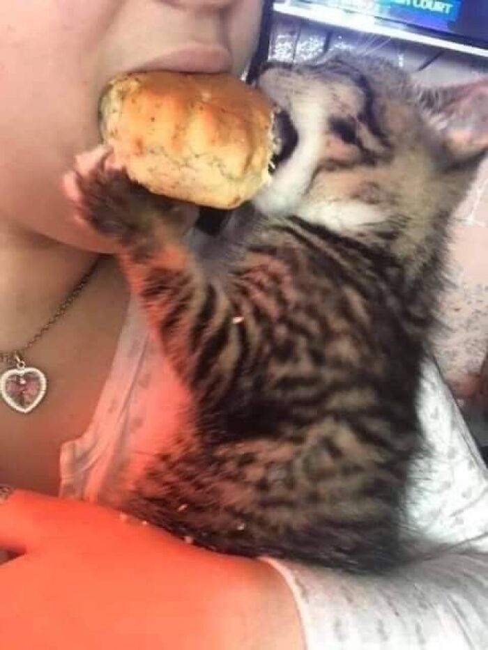 Kitten playfully nibbling on a bun held by a person, showcasing wholesome animal behavior.