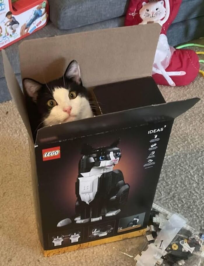 Cute cat peeking from a LEGO box, resembling the box design, evoking a wholesome and snuggly vibe with furry friends.