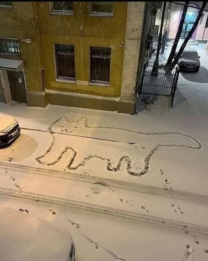 Giant cat outline drawn in snow on a street, with car tracks and a building in the background. Wholesome animal scene.
