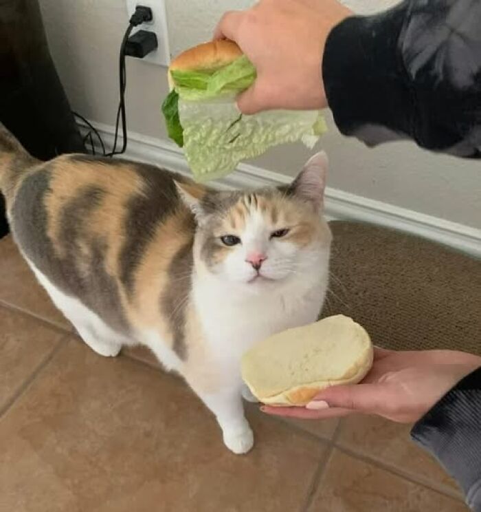 A calico cat stands on the tiled floor as someone playfully makes a sandwich around its head with buns and lettuce.