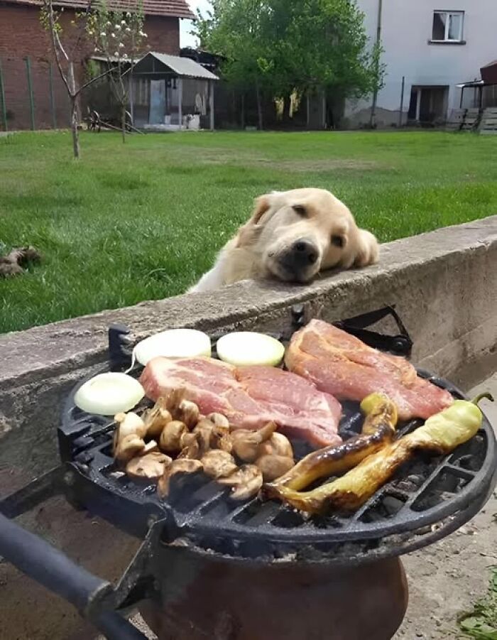 Adorable dog gazing at barbecue, showcasing wholesome animal moments.
