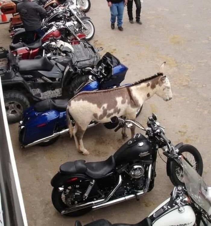 A donkey stands among parked motorcycles, capturing a wholesome and amusing animal moment.