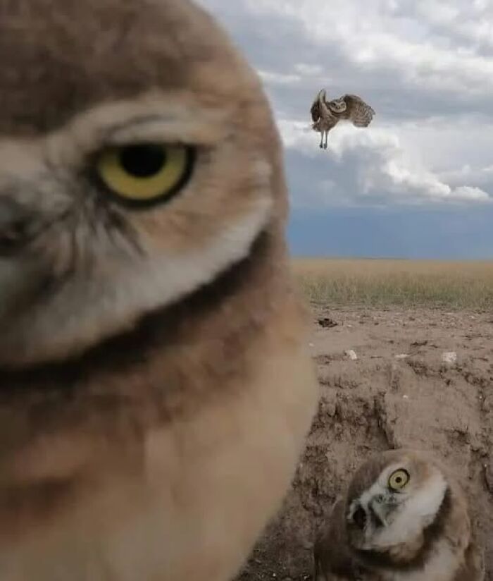 Close-up of curious owls in a field, with one owl flying in the background, capturing a wholesome animal moment.