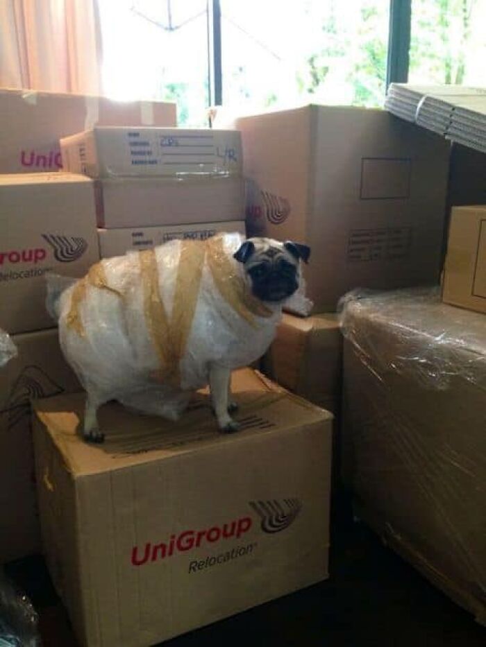 A pug wrapped in bubble wrap standing on moving boxes, surrounded by stacks of cardboard.