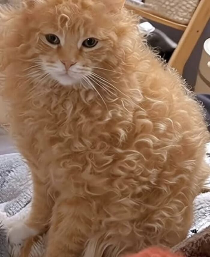 Curly-haired orange cat sitting comfortably, looking at the camera, showcasing wholesome animal charm.