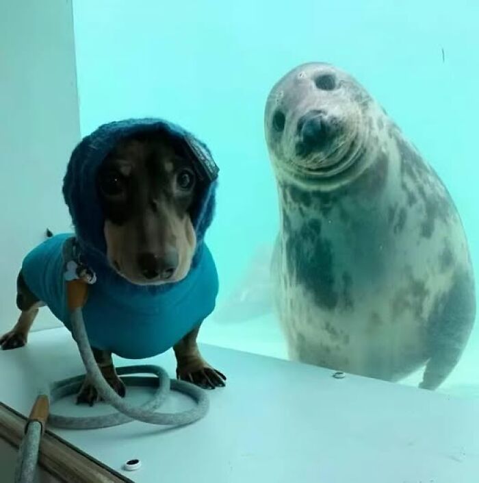 A cute dog in a blue hoodie sits by a glass with a curious seal behind, showcasing wholesome animal interaction.