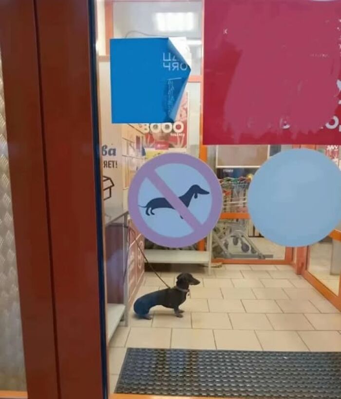 Wholesome scene of a dachshund inside a store, waiting patiently behind a sign prohibiting dogs.