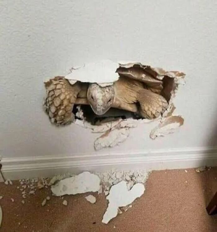 Tortoise breaking through wall, showcasing wholesome animal antics.